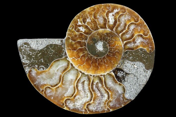 Agatized Ammonite Fossil (Half) - Madagascar #83795